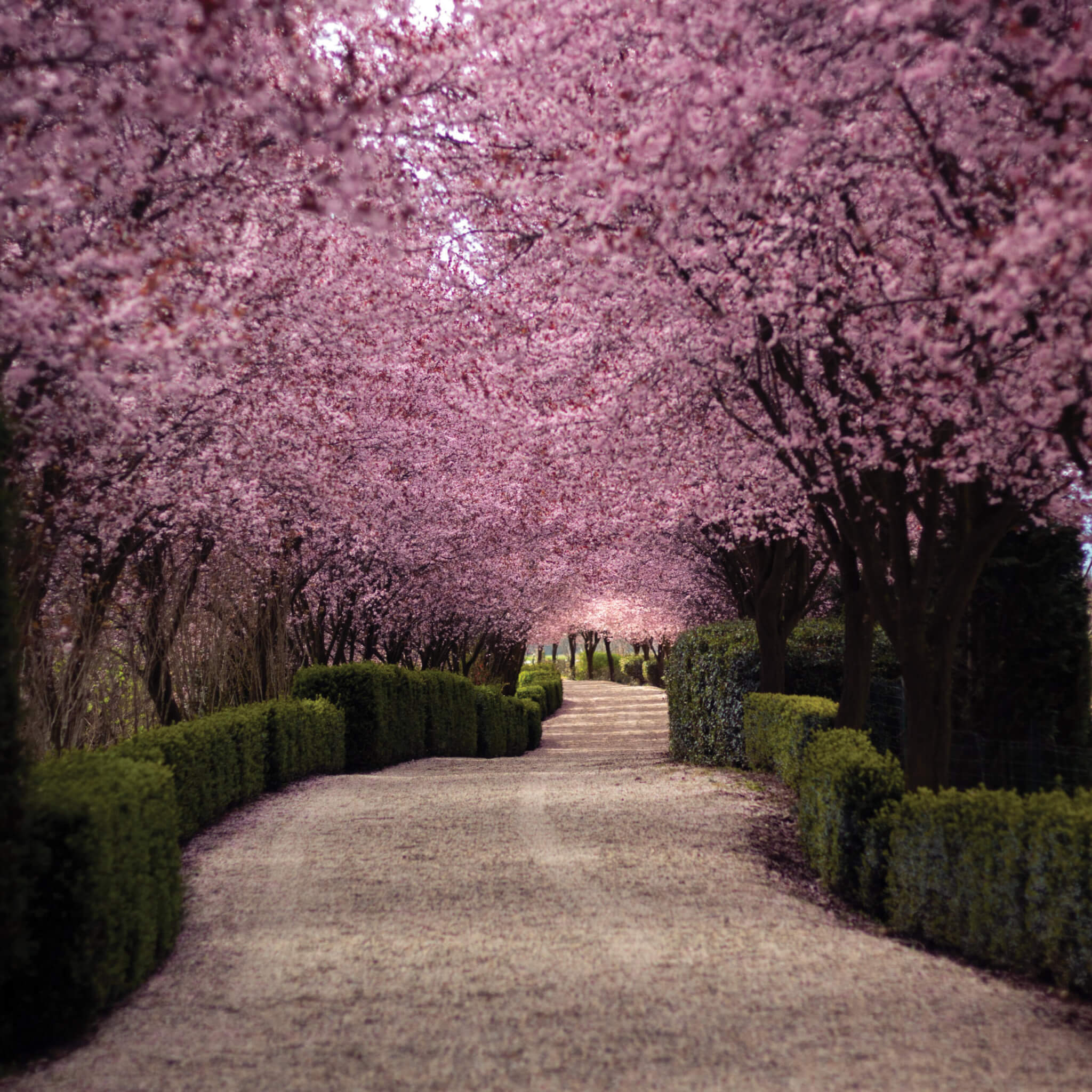 Japan Cherry Blossom 2027: When to Book, Where to Go and How to Plan for an Unpredictable Bloom